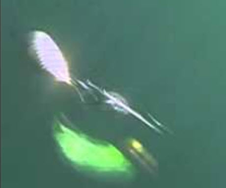 spinnerbait in action