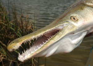 Alligator Gar