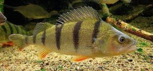 European Yellow Perch