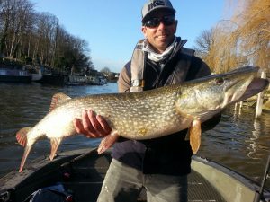  English Pike