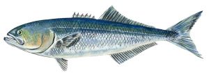 Bluefish