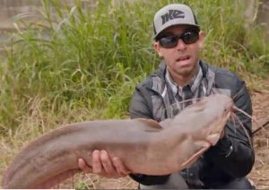 African Catfish