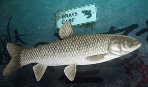 Grass Carp