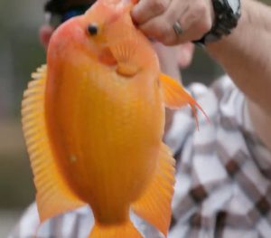 Midas Cichlids