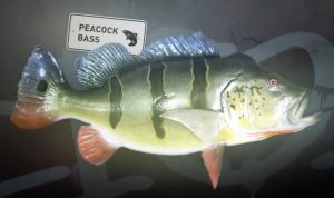 Peacock Bass