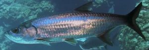 Tarpon