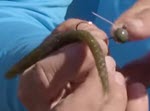 Wacky vs. Neko  When, Where and Why #wackyworm, #nekorig #finessefishing 