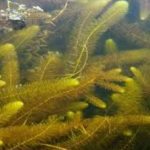 Milfoil