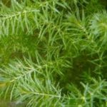 Hydrilla