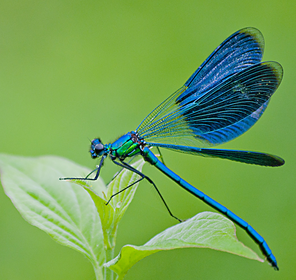 What Does Seeing A Dragonfly In Your House Mean